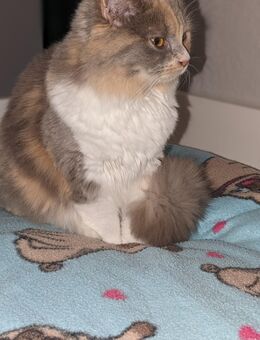 Britisch Langhaarkatze sucht liebevolles Zuhause - Wittenhagen