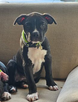 Xl american bully (w) - Gera