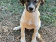 Frodo sucht liebevolles zu Hause - Brühl (Baden-Württemberg)