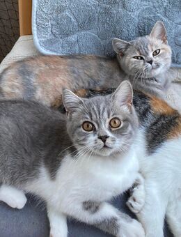 Drei Baby Katzen zur Adoption, zwei Weibchen und ein Männchen - Mainz