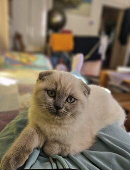 Britisch Kurzhaar - Nürnberg