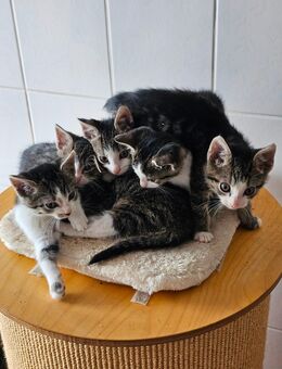Kitten suchen ein Zuhause - Bocholt