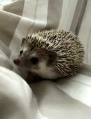 Afrikanischer Weißbauchigel in 48565