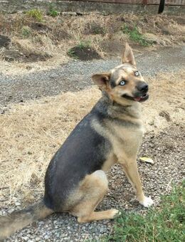 Ares mit tollen Augen sucht ein Zuhause - Ottweiler