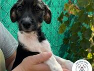 Chip 223515: Hundekind sucht ein Zuhause - Kirchzell