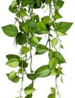 Kunstranke Philodendron-Hängezopf Philodendron, Creativ green, Höhe 95 cm