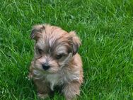 Morkie / Yorkshire Malteser welpen/ Chip - Simbach