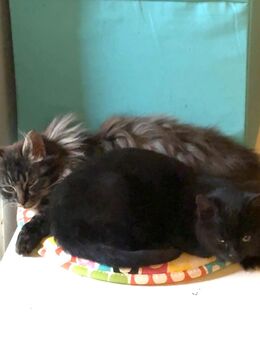 2 Katzen Geschwister abzugeben - Hamburg Hamburg-Nord