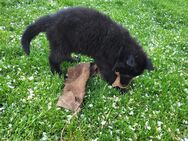 Deutscher Schäferhund (lang Stockhaar) - Leipzig