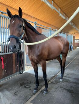 Stute, 13 Jahre, tolle Springabstammung – sucht neue Bezugsperson - Stammham (Landkreis Altötting)