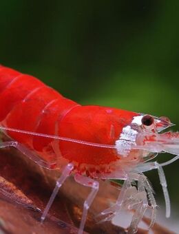 Caridina logemanni - Zwerggarnele "christmas" - Odelzhausen