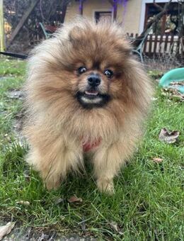 Louis 3,5-jähriger Pomeranian - Kassel