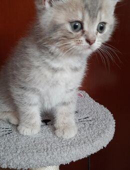 Verkaufe niedliche Britisch Kurzhaar Kitten - Bennewitz