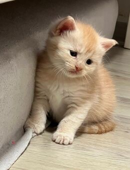 Maine Coon x Britisch Kurzhaar Kitten - Schwandorf Zentrum