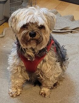 Keks und Teddy suchen neues Zuhause - Unna