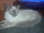 Ragdoll Deckkater - Ballenstedt