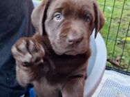 Labradorwelpen suchen ein Zuhause auf Lebenszeit - Eilenburg