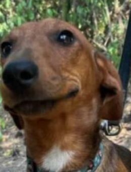 KALLE - liebt Bewegung - Seggebruch