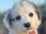 Abbie ist unsere kleine Zaubermaus 🐾 - Elsdorf (Nordrhein-Westfalen)