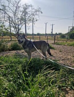 Strolch; freundlicher Steppenwolf - Geilenkirchen