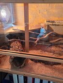 Kornnattern suchen neues Zuhause in 13469