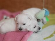 Kleine Westie - Welpen - Rosenbach (Vogtland)
