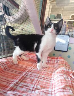 Minnie aus dem Tierschutz - Grevenbroich