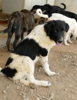 Möchten Sie Peppe adoptieren? - Neuss