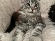 Debby...Maine Coon Kitten reinrassig mit Stammbaum - Bottrop Zentrum