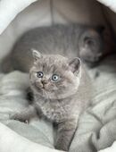 Wunderschöne BKH Kitten abzugeben in 4054