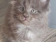 Main Coon Kitten - Neukirchen (Sulzbach-Rosenberg)