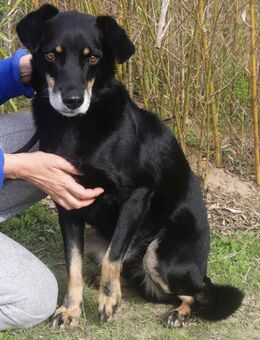 ODIN - muss man Kennenlernen - Schallodenbach