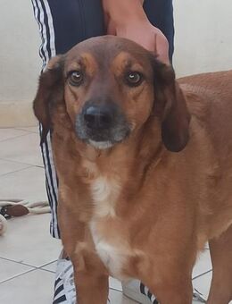 Sanfte Stella sucht ruhige Familie - Leonberg (Baden-Württemberg)