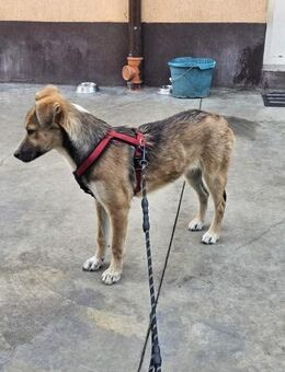 Dina Verspielte Junghündin mit Charme - Großefehn