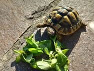 Griechische Landschildkröte - Gaißach