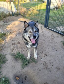 2 Husky Rüden - Jabel