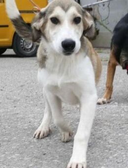 Kivu liebt es gestreichelt zu werden! - Karben