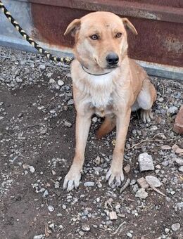 💛 Freundliche Mika sucht dich! 💛 - Eislingen (Fils)