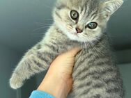 BKH Kitten 3 Stück - Dortmund Huckarde