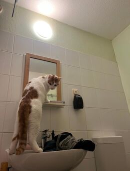 Katze - Halle (Saale)