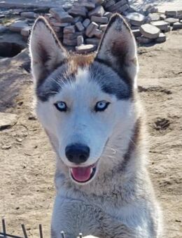 Xena sucht liebe Menschen - Neuhausen (Fildern)