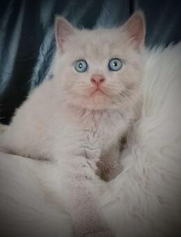 Abgabebereit BKH lilac/blau Kitten, Reinrassige Katze, Babykatze, Katzenbaby, Britisch kurzhaar - Heinsberg Zentrum