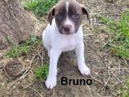 Bruno bereit für seine Familie - Oberhausen