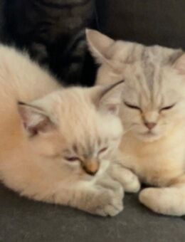 Britisch Kurzhaar Kitten - Aldingen