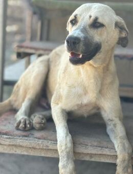 Charmantes Schlitzohr Monkey - Beckingen