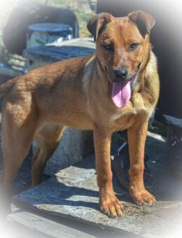 TILLY-sportliche, junge Hündin sucht Fam - Erfurt