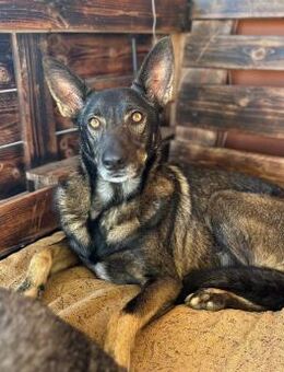 DRACO - wunderschöner, braver Schatz! - Neudenau