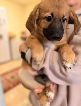 Kuschelmaus Tosca sucht ihr Heim - Seggebruch