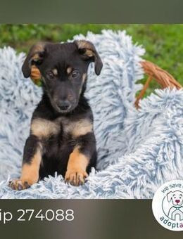 Chip 274088: Hundekind sucht ein Zuhause - Kirchzell