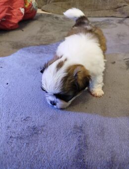 Donka Shih- Tzu Welpe Rüde - Stuhr
